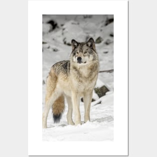 Timber Wolf Posters and Art